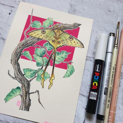A small drawing of a Madagascan moon moth, a yellow green moth with brown spots and very long tails. It is sitting on a branch and has dark pink background.
The Madagascan moon moth also known as the comet moth is native to the rain forests of Madagascar. The adult moth cannot feed and only lives for 4 to 5 days.
An original art work
Colour pencil and mixed media on acid free toned artist paper
5 by 7 inches (12.7 by 17.8 cm).
Sold unframed