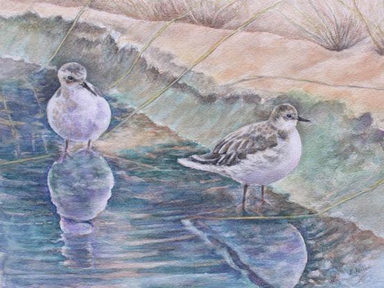 Two birds, snowy plovers, painted in watercolor. Soft blue and green colors, reflections in the water.