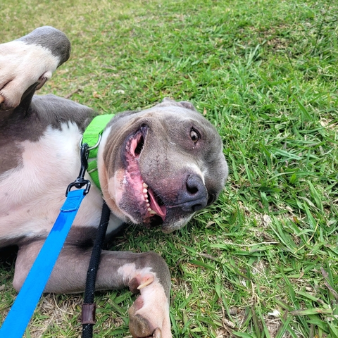 Beautiful dog
"Such a goofball"