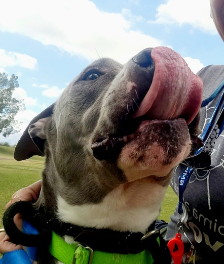 Beautiful dog with a person
"Enjoying some snuggles while on a great walk with his Kennelmate"
