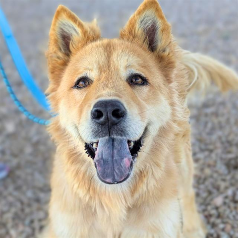 Beautiful dog