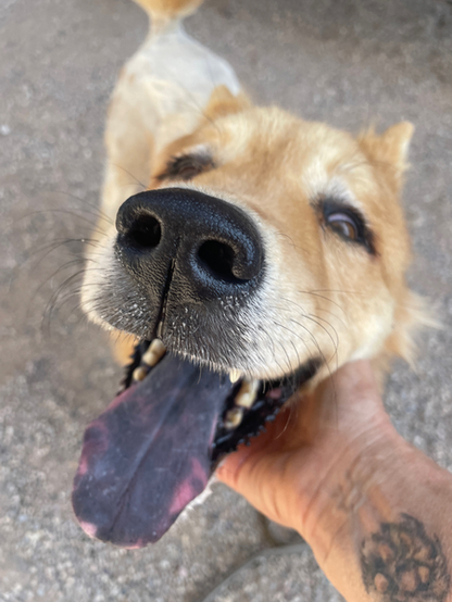 Beautiful dog getting petted
"Oh yeah - give me some chin scratches."