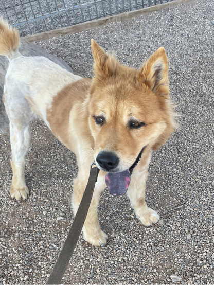 Beautiful dog, it's back half is shaved.
"I know. It’s a funny shave. It’ll grow again."