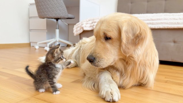 Golden retriever dog reclines on floor and looks at small gray striped kitten