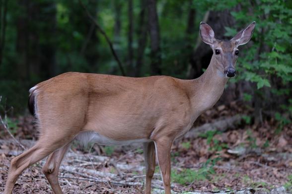 A sideview of a white-tailed doe in our yard, posing gracefully looking at me