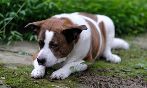 A white and brown dog lying in his yard with his front paws lined under his face