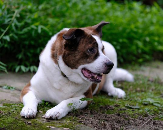 A white and brown dog lying in his yard looking cute and toward the right side of the screen