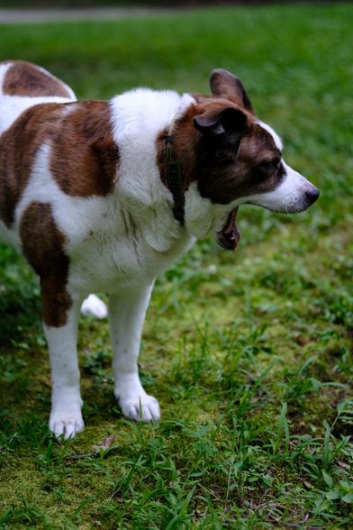 A white and brown dog standing in his yard with his face on the right side, yawning big as always