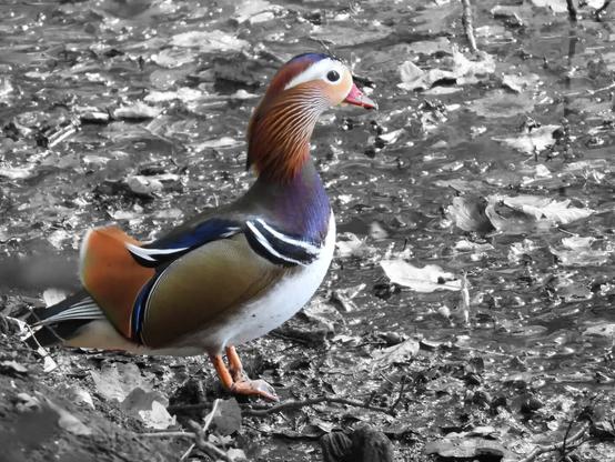 Mandarin Duck standing in the mud of our local lake currently with very low water levels ...

#bird #birds #birdphotography #nature #photography  #duck #mandarinduck