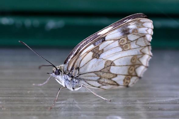 Échiquier Commun, Demi-Deuil, Arge galathée
Melanargia galathea