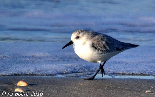 The sanderling is a small plump sandpiper, 18–20 cm (7–8 in) in length. Its weight ranges from 40–100 g (1+1⁄2–3+1⁄2 oz). The winter bird is very pale, almost white apart from a dark shoulder patch. This is the source of the specific name, alba, which is the Latin for "white". Later in the summer, the face and throat become brick-red. The juvenile bird is spangled black and white, and shows much more contrast than the adult