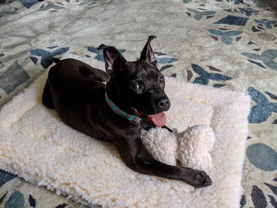 6 month old Pepper (black lab / staffy mix)
