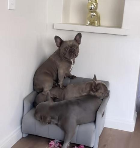 Two frenchies tightly fit in an armchair with another one proudly posed on top of the pyramid.
