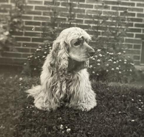 A shaggy-looking cocker spaniel sitting on a lawn in front of a brick building. The photo is old, so it’s black and white.