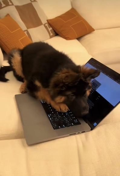 Few months old fluffy German shepherd pup is stretched on the keyboard of an open laptop placed on the couch.