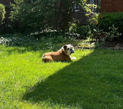 A brown and white bulldog lying on a sunny patch of green grass that is immediately next to a shady patch of green grass. The dog looks over their shoulder toward the camera.