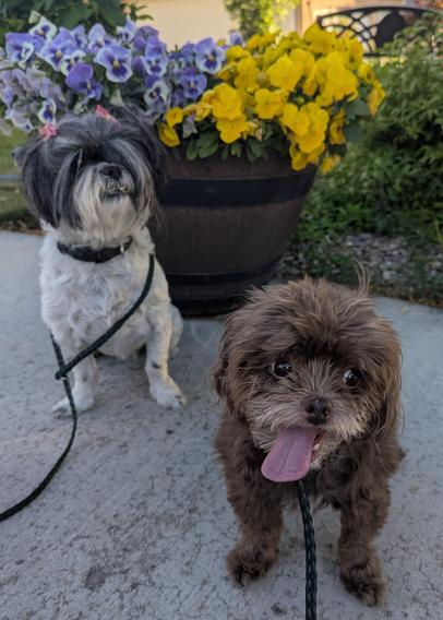 Brown half shih Tzu dog with her tongue hanging out looking perplexed with a black and white shih Tzu dog and a pot of pansies in the background