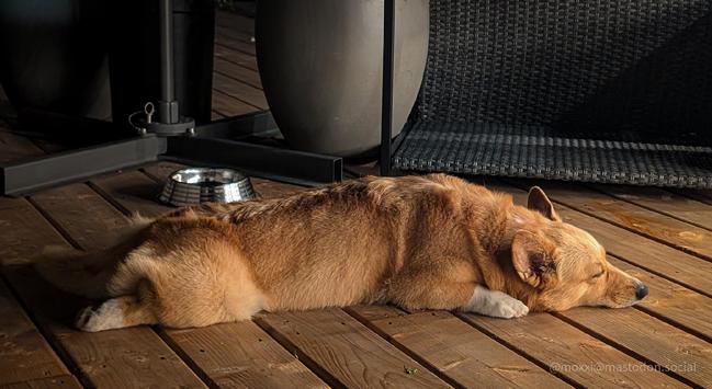 Moxxi the corgi is splooted on a wood deck in front of an ikea outdoor dog bed, a grey flower pot, and a patio umbrella base.