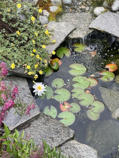 A white lilly with a yellow interiornblooms at the edge of a small pond.