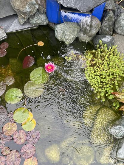 A bright pink lilly blooms in another small pond near a waterfall from a blue tub.