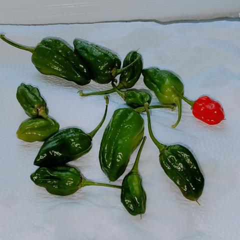 A small crop of mostly green and one red chillies, sitting on kitchen roll on a windowsill. 

They are EXCRUCIATINGLY hot.