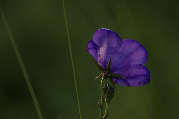 A picture of a large bluebell flower seen obliquely from behind in the right half of the picture. The flower is shaped like a bell with five petals that are joined at the stem with a clear vein that follows the petal all the way to a small tip. Just below the flower is a small bud.

On the left side of the picture, two thin blades of some kind of grass are visible a little apart. Both are leaning slightly to the left but only the one closest to the middle is in focus, the other is slightly blurred.

The background is blurred and out of focus, and in about the same green color as the blades of grass. The flower is blue-purple.