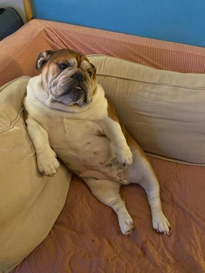 Hazel the english bulldog reclining comically on a sofa.