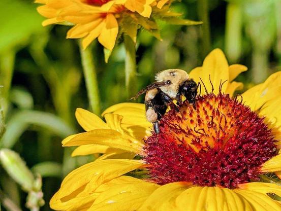 A bumblebee hard at work gathering nectar and pollen from a blanket flower