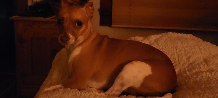 Tan and white chuhuahua terrier eyeing me with trepidation