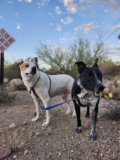 Two dogs pose on a desert trail during their morning walkies