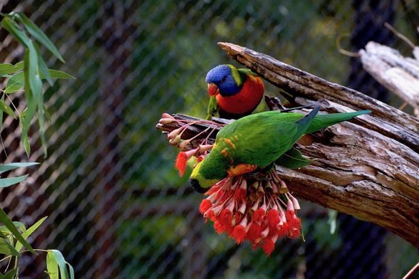 colourful birds, Lorikeets, Rainbow Lorikeets, red flowers, nectar feeding, gum flowers, red and green birds, red and green parrots