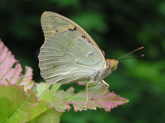 Самец матыля Argynnis pandora.

#nature #butterfly #wikipedia