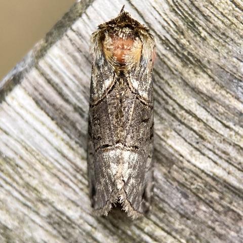 Overhead shot of a 1.5cm tubular moth.  It is metallic steely grey with a band running across the middle which is more metallic grey brown. The band is a very pointed tent shape ... or like one spike of an old medieval crown