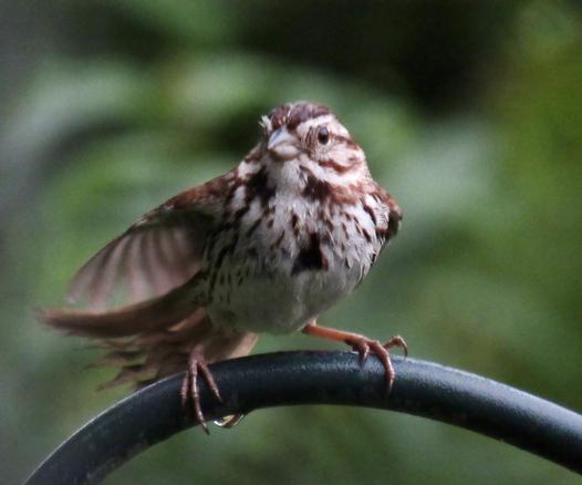A song sparrow almost straight on, head turned just enough to look at the camera. One wing is up slightly as it shakes off some rain. The "stick pin" or dark spot in the middle of its chest is triangular and clearly seen. It is in a dynamic rather than sedentary pose.