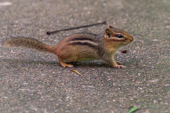 Photograph of a chipmunk (likely an Eastern chipmunk) standing on concrete trail. The chipmunk is facing right in profile leaving one eye visible. This chipmunk species has a gray-brown back and sides that are separated by stripes that start at the shoulder and extend down to the tail. There are three stripes, and the stripe pattern is black on top of cream on top of black. This species has a gray-brown tail and head, a white belly, chest, and neck, large ears, large, dark eyes, round ears, and a typical rodent muzzle. This species also has a striped mask that starts in front of the eyes and extends to the ears. The stripe pattern is cream on top of dark brown on top of cream with the eye located in the middle of the brown stripe.
