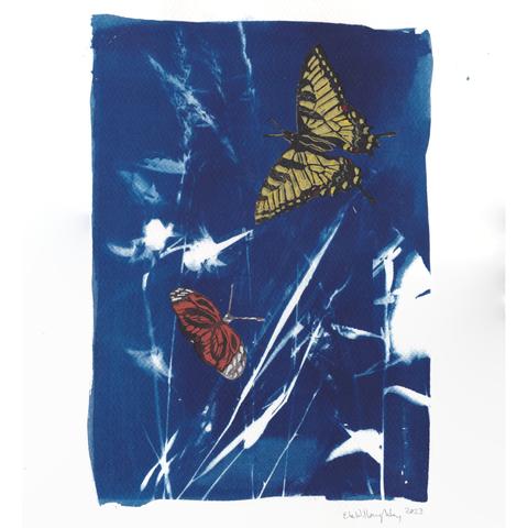 As described, this is a unique hand made cyanotype on watercolour paper (11” x 14”) with an image of grasses wildflowers with collaged lino block printed butterflies: the yellow and black (with red and blue spots) Eastern tiger swallowtails (Papilio glaucus) and the orange, black and white Isabella’s Longwings (Nymphalidae Eueides isabella).