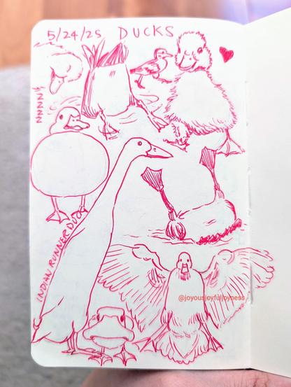 Photo of a sketchbook page of duck drawings in pink pen ink. There are 9 duck drawings on the page. The top of the page has the text 5/24/25 and DUCKS. Top left has a sleeping baby duck, then a duck with its butt in the air in water, and two drawings of ducklings. Below them is a huge round duck, and another duck with its legs in the air. On the bottom right is a long Indian Runner Duck (labeled), a flying duck, and a duck sticking its face up to the viewer.