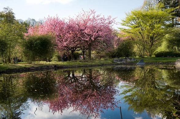 Photo shot in Spring in the Łódź botanical garden, showing a blooming, pink cherry tree and some more green trees nearby and beautiful reflections of them in the pond (on the foreground). There are some others garden visitors near the pink tree in the center. Sunny weather, almost cloudless blue sky.