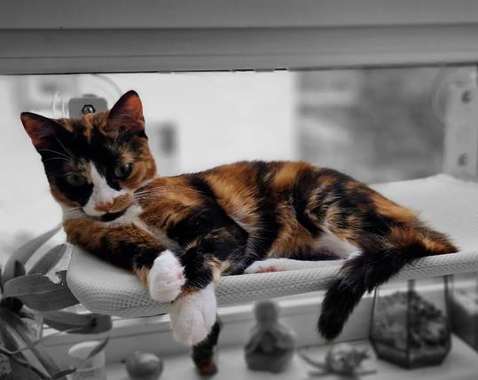 Favourite place – Rosé 🌹

#catsofinstagram #cats #beautifulcat #cat #photography #itsacatslife 

[https://memories.brush-and-tale.com/wp-content/uploads/2024/06/359052565_262137399764269_3221766814130790715_n_18015549718634564.webp]…