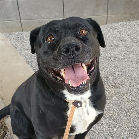 Beautiful dog.