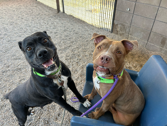2 Beautiful dogs.
"How cute is she with her kennel mate Gucci (tan)??"