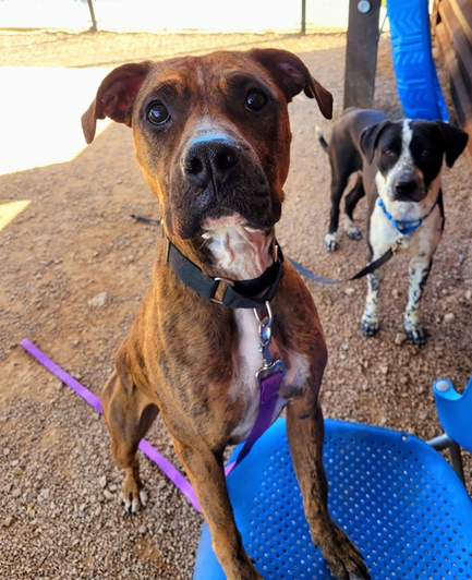 2 beautiful dogs.
"Snugglebug Alert! This sweetheart would love to be your lapdog. Such a beauty."
