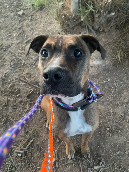 Beautiful dog.
"Cinnamon is a sweet girl that loves cuddles, walks, and posing for pictures"