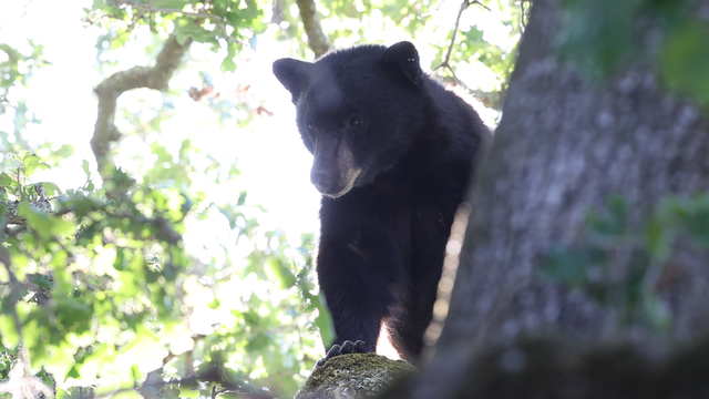 Ohio collars first female black bear to study expanding species in region
