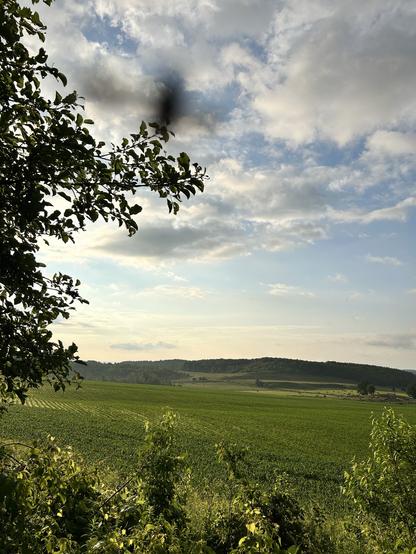 It’s not particularly warm yet, but it’s humid and damp after overnight thunderstorms. The sky is clearing off to a lovely blue.  the green fields and trees and pastures are glistening in the morning light.