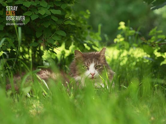 Fluffy cat lies in the shade of bushes (close-up)