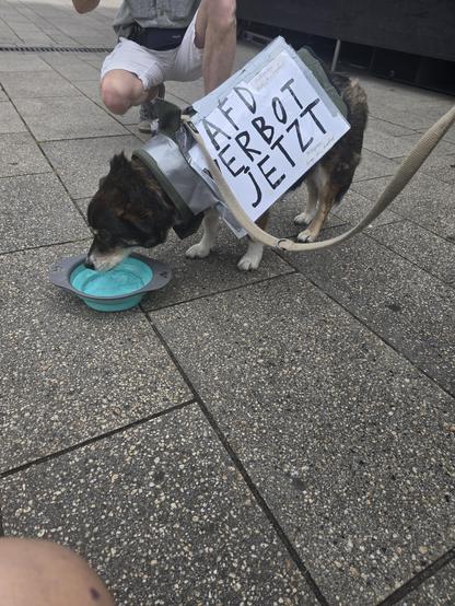 Ein kleiner Hund trinkt aus seinem türkisfarbenen Gefäß, das auf dem Boden am Rand der Demo steht. Er trägt ein Schild: AFD VERBOT JETZT