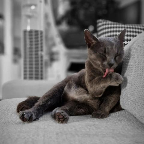 Cleaning procedure – Koko 🐈

#catsofinstagram #cats #beautifulcat #cat #photography #itsacatslife 

[https://memories.brush-and-tale.com/wp-content/uploads/2024/06/358986725_577315784478349_2369069036419750040_n_18004632703888273.webp]…