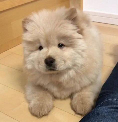 「ふわふわのぬいぐるみ」のようなチャウ・チャウの子犬→6年後には「大きくて可愛いモコモコ」に成長！