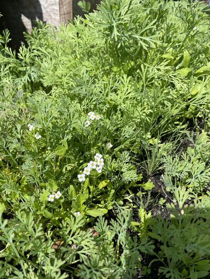 A closeup of dense green growth with a few small white flowers